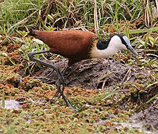 Blaustirn-Blatthühnchen, Actophilornis africanus  African Jacana or Lily-trotter